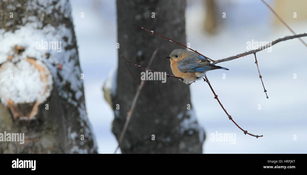A female Eastern bluebird (Sialia sialis) perched on the branch of a maple tree in winter Stock Photo