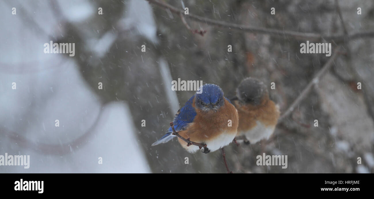 A pair of Eastern bluebirds (Sialia sialis) braving a snowstorm Stock Photo