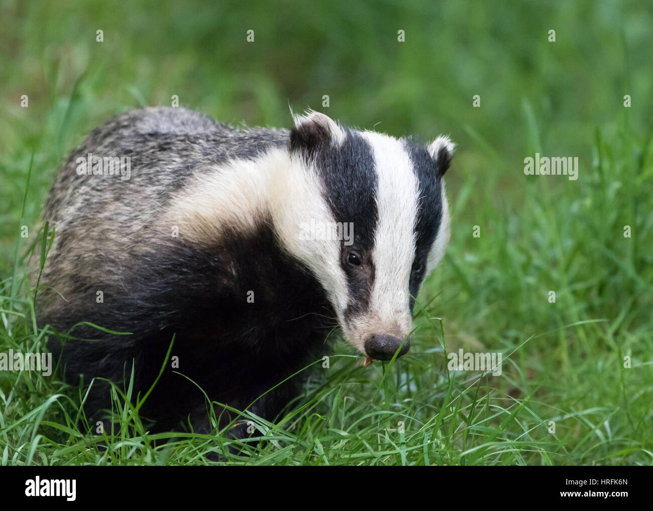 European Badger (Meles meles) in British woodland Stock Photo