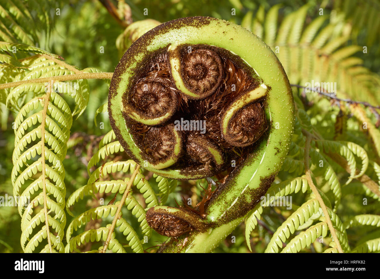 Koru - unfurling frond of a New Zealand black tree fern (Mamaku), the Maori symbol for new beginnings Stock Photo