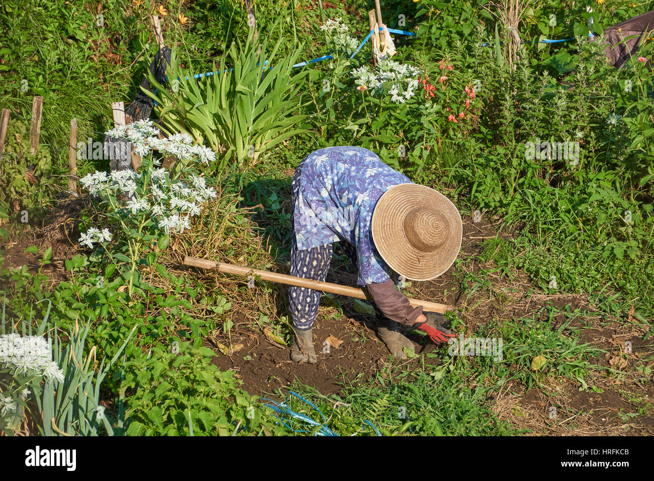 Farmer woman works in a tea plantation and vegetable garden in the Japanese mountains, along the Nakasendo Trail in Magome Stock Photo