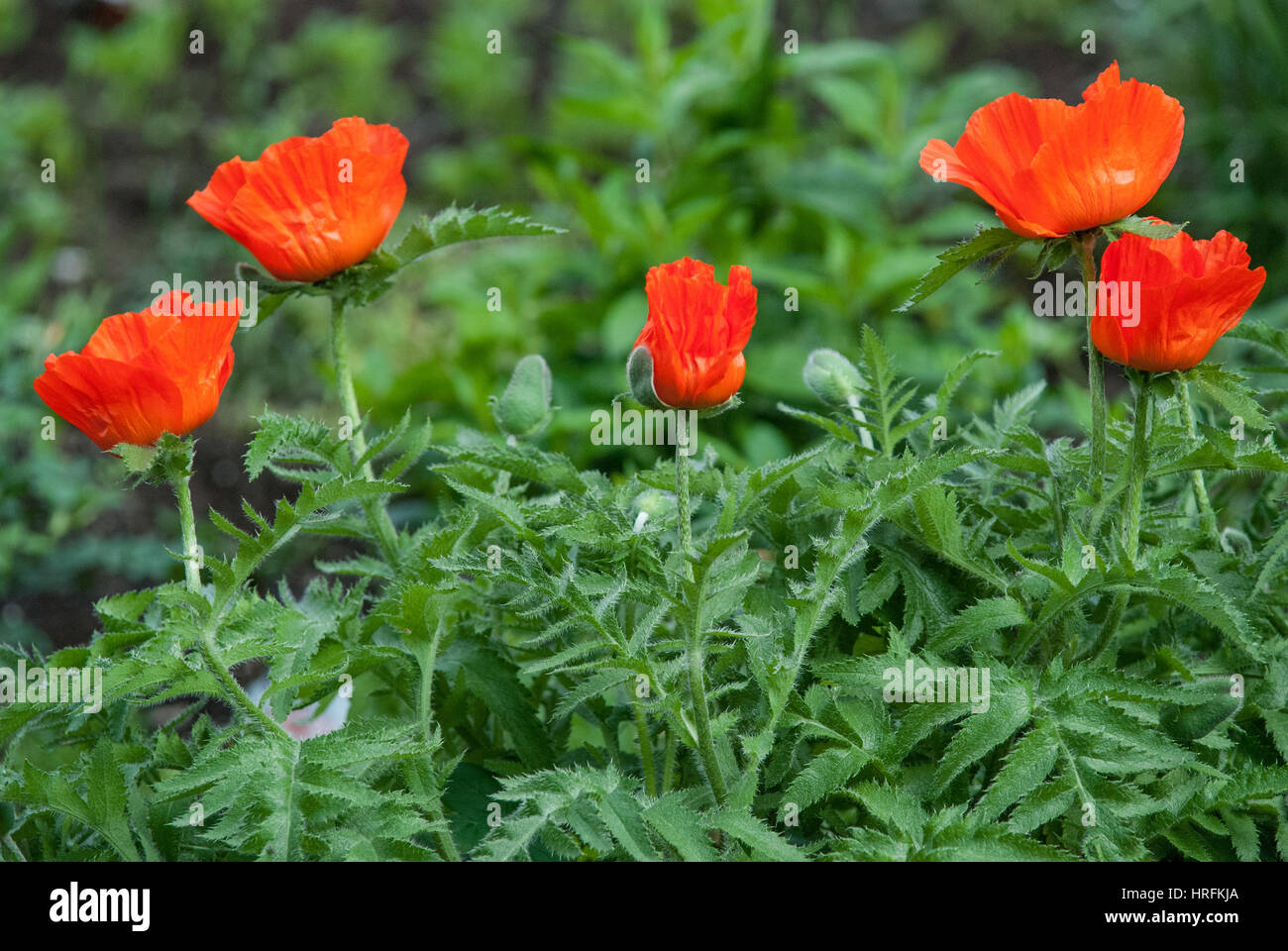 Field of bright red corn poppy flowers in summer Stock Photo - Alamy