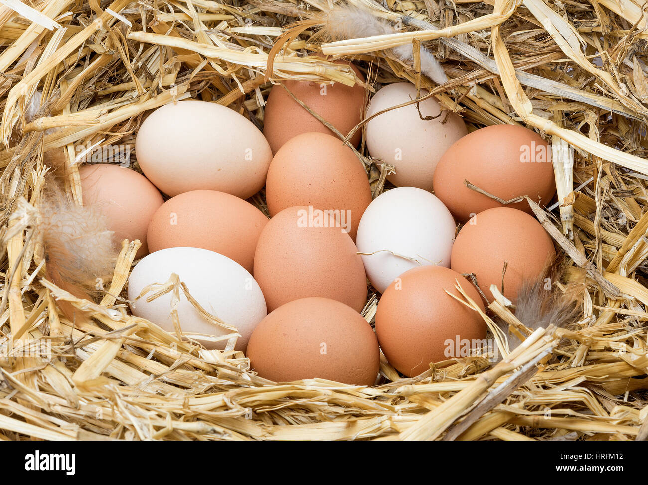 Clutch chicken hi-res stock photography and images - Alamy