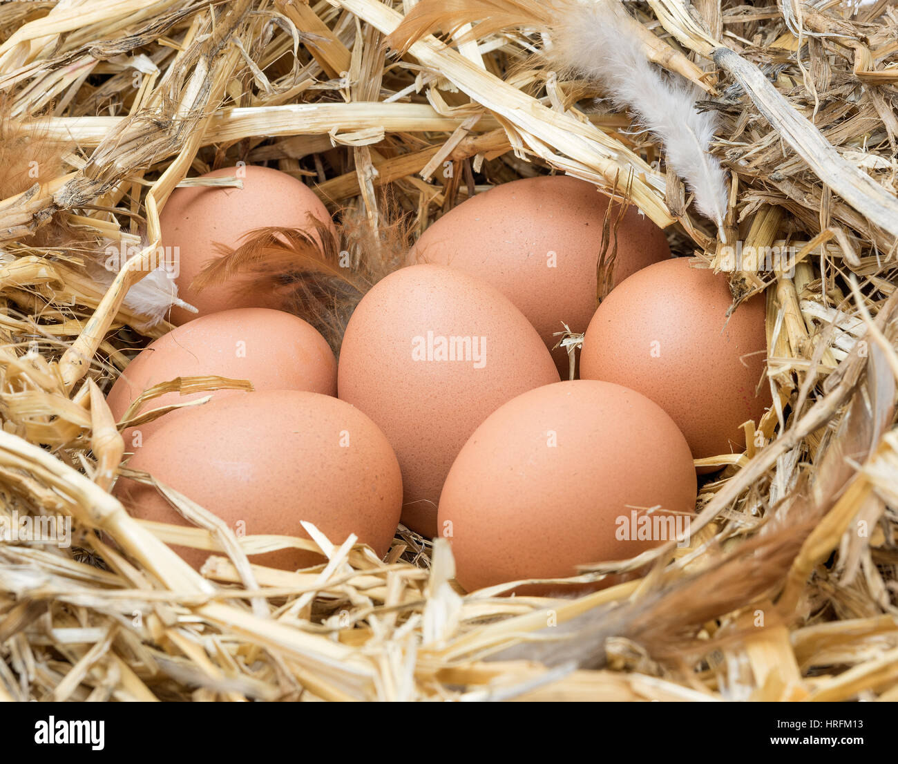 Brown chicken eggs in a straw nest Stock Photo - Alamy