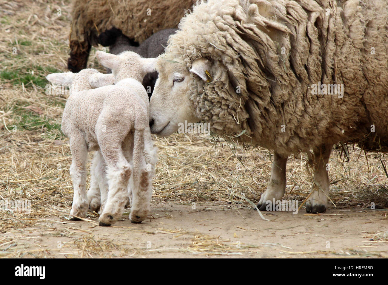 A mother sheep with her twin baby lambs in a pasture on a farm Stock Photo