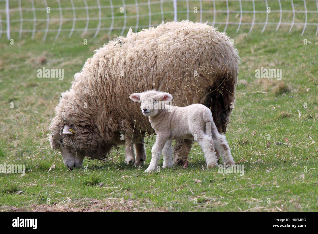 A mother and baby lamb grazing in a pasture on a farm Stock Photo