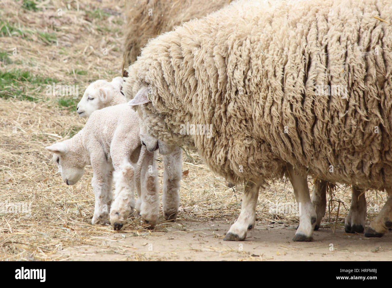 A white mother sheep in pasture with her two baby lambs Stock Photo