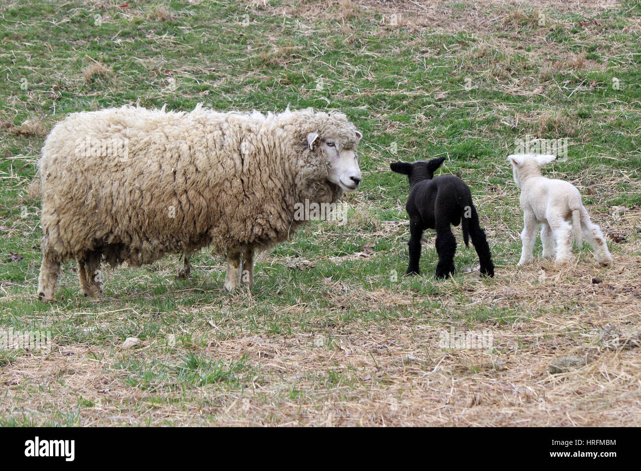 A mother sheep in a pasture with her twin lambs.  One is black and one is white. Stock Photo