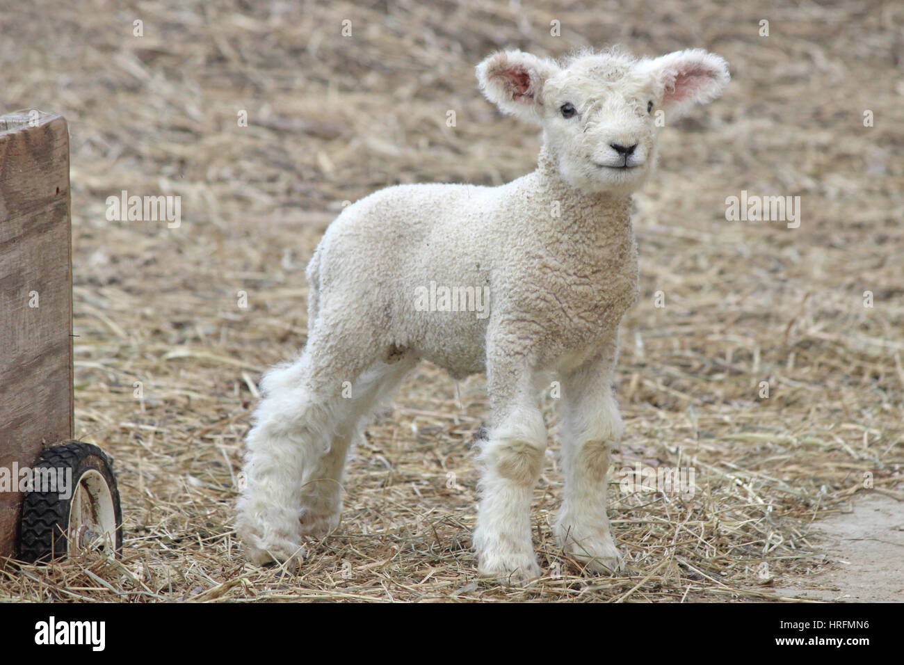 A white woolly newborn lamb standing in a pasture on a farm Stock Photo