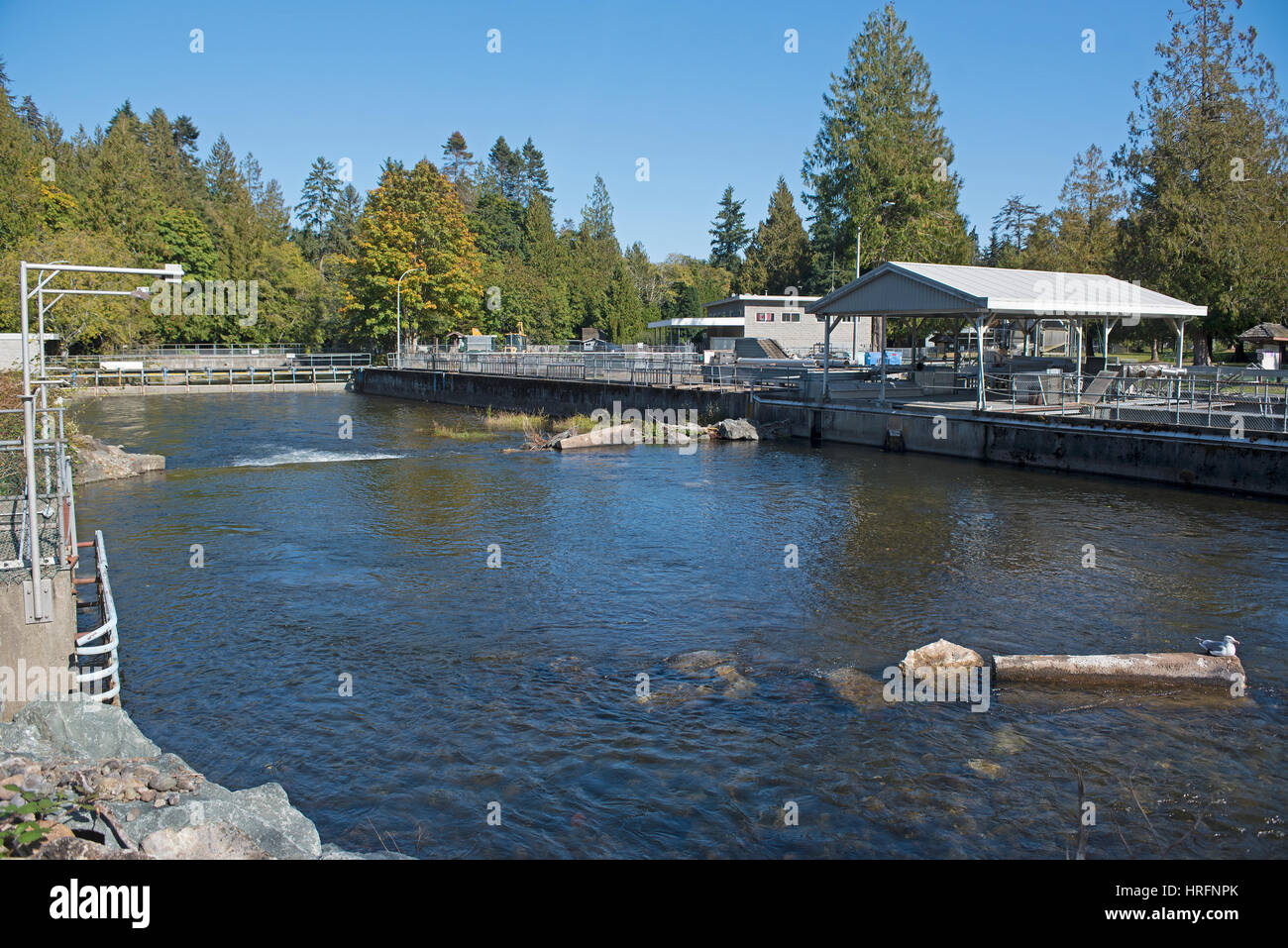 Big Qualicum River salmon hatchery on Vancouver Island, British