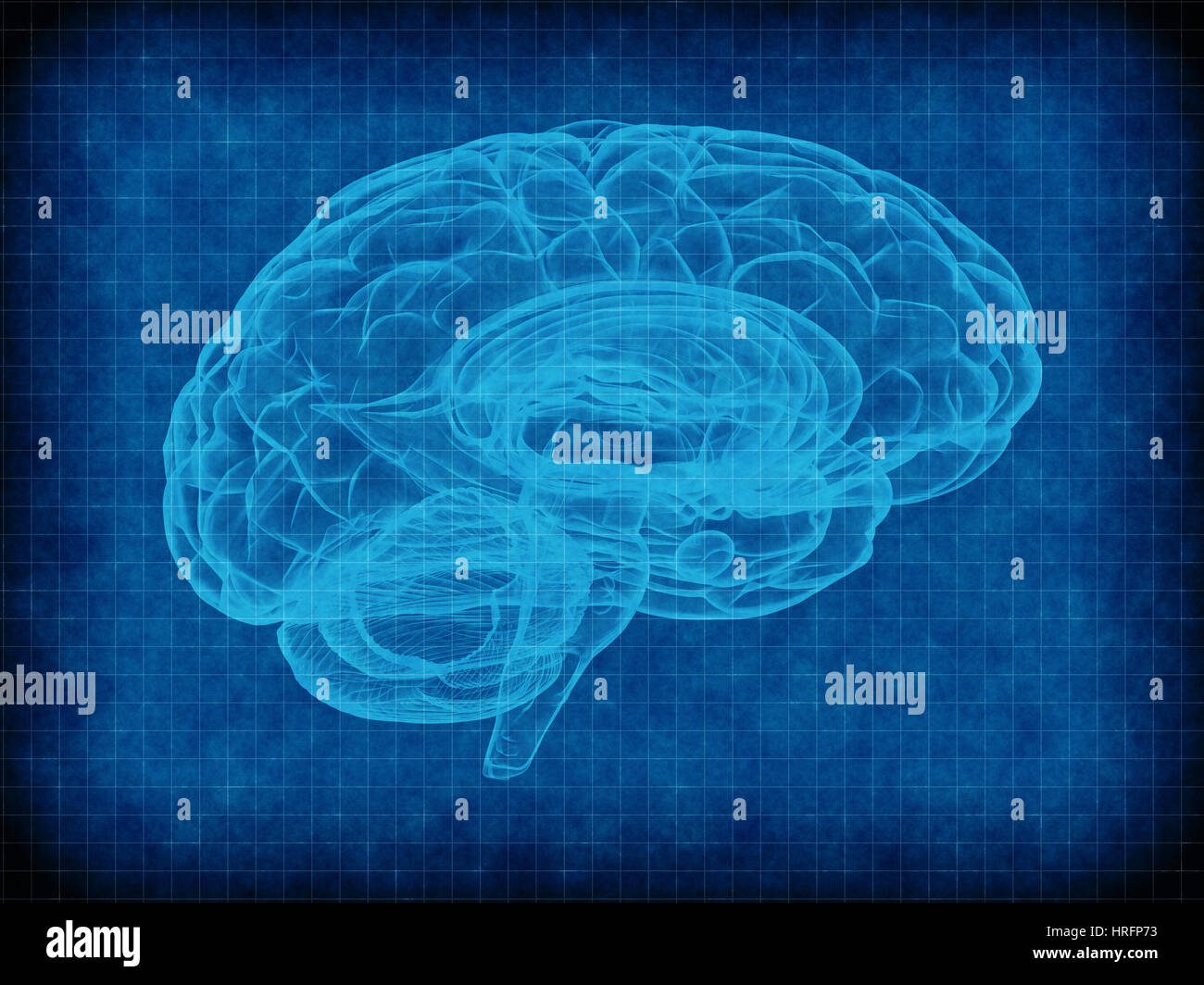 human brain on blue grid background Stock Photo