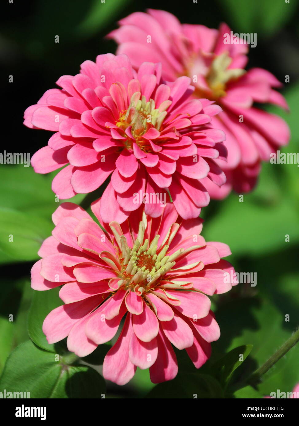Closed Up Zinnia Flower, African daisy - Zinnia violacea Stock Photo