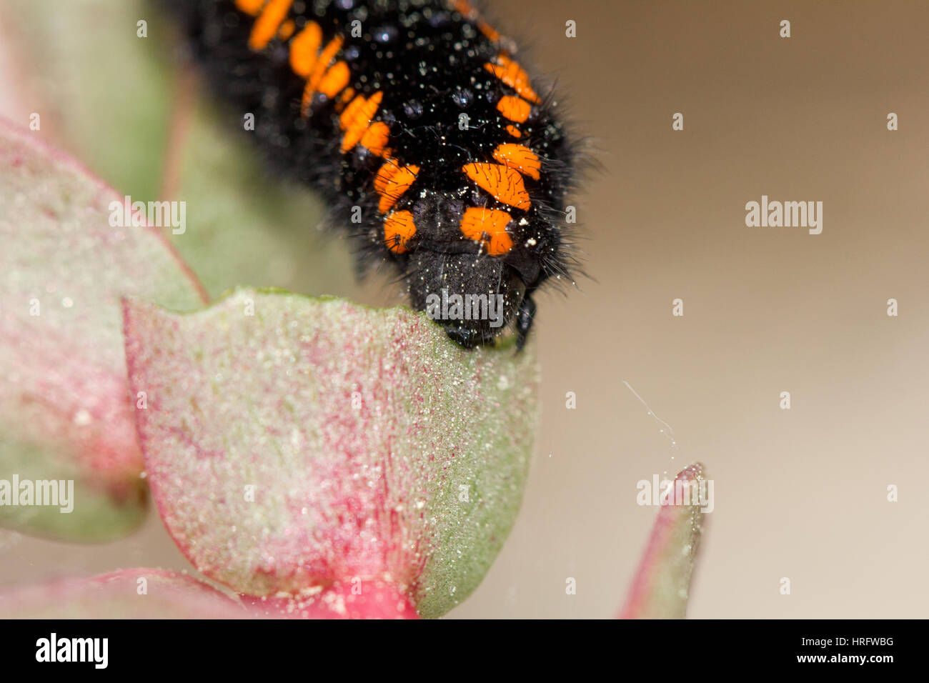 Mountain apollo caterpillar Stock Photo