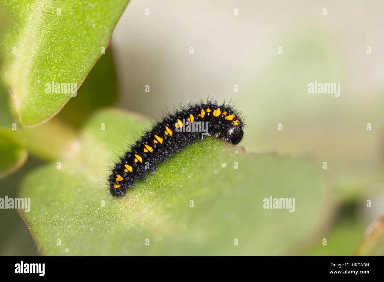 Mountain apollo caterpillar Stock Photo
