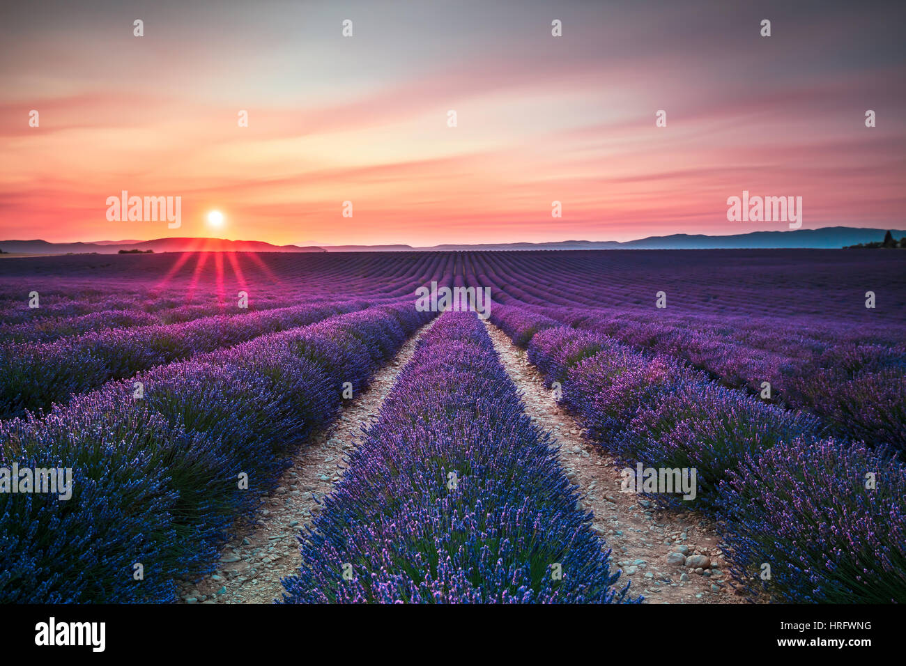 Lavender flower blooming scented fields in endless rows on sunset. Valensole plateau, Provence, France, Europe. Stock Photo