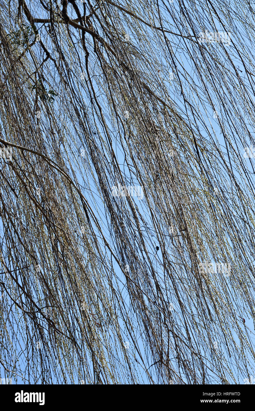 Weeping willow salix with leaf growth in spring hi-res stock ...