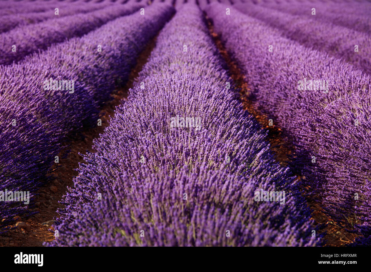Lavender, selective focus on field flowers endless rows. Provence, France Europe Stock Photo