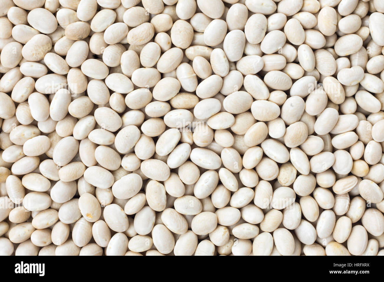 Small Navy, haricot, white pea, white kidney or Cannellini Purgatorio beans texture background or pattern. Raw legume food. Stock Photo