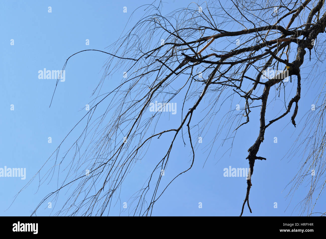 Weeping Willow Salix With Leaf Growth In Spring High Resolution Stock ...