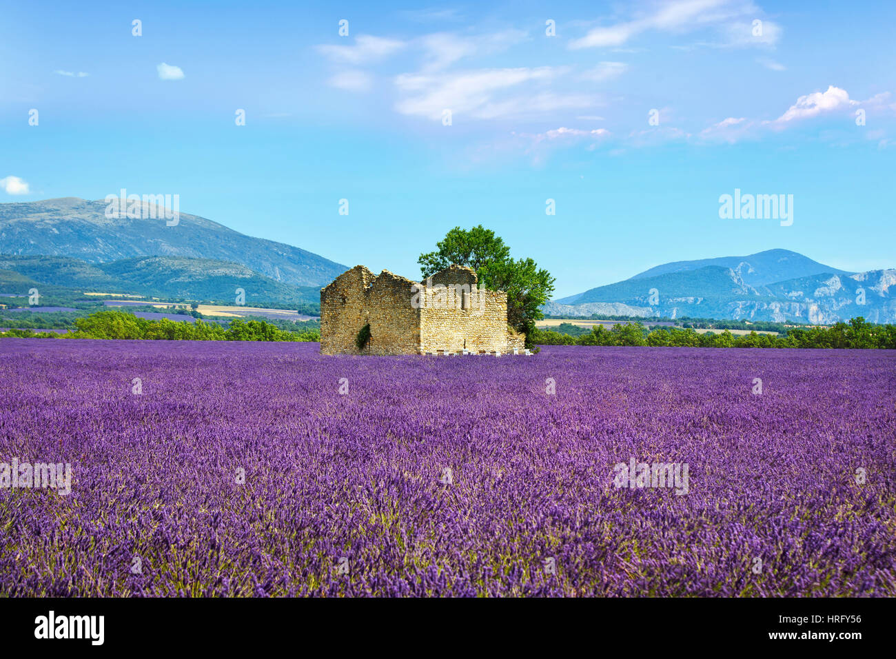 Lavender flowers blooming field, wheat, old house and lonely tree. Panoramic view. Plateau de Valensole, Provence, France, Europe. Stock Photo