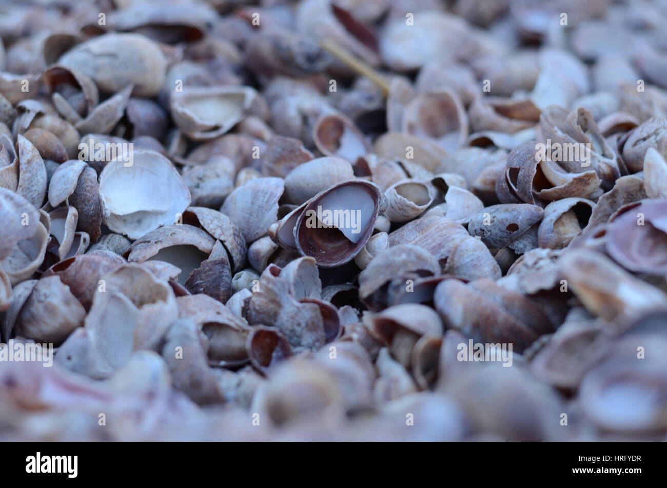 Shells and bokeh hi-res stock photography and images - Alamy