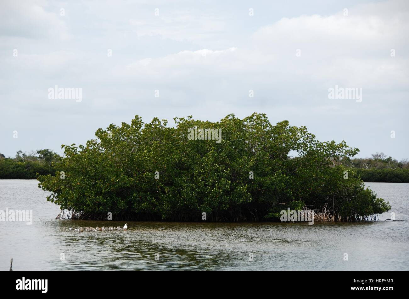 Ding Darling park on Sanibel Island in Florida Stock Photo