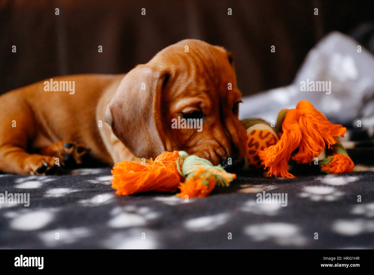 8 weeks old smooth brown dachshund puppy playing and chewing a toy on a black blanket with paws print. Stock Photo