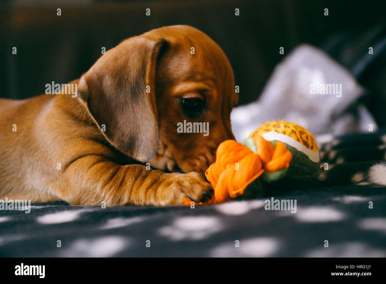 8 weeks old smooth brown dachshund puppy playing with a dog toy on a black blanket with paws print. Stock Photo