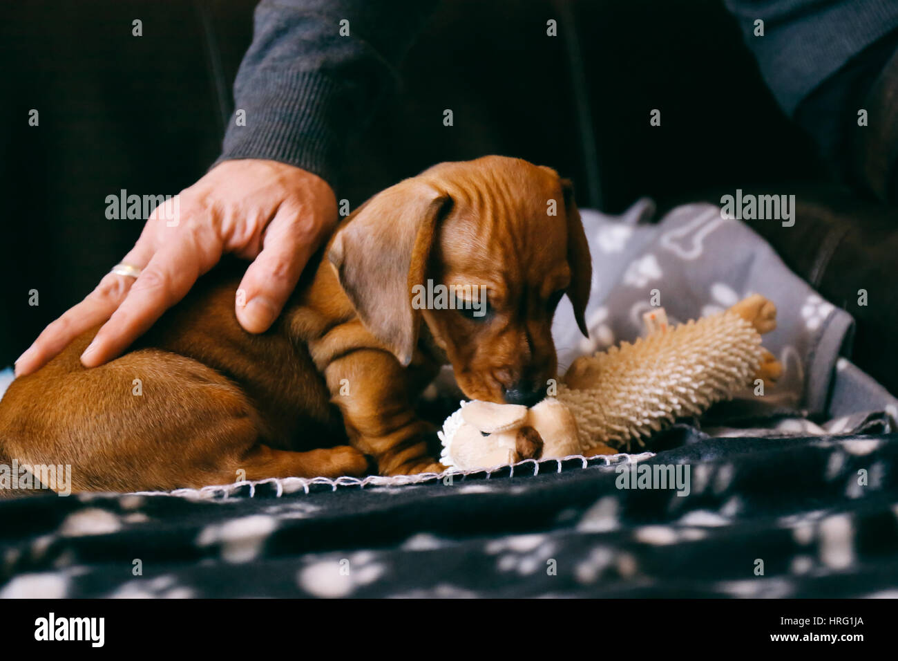 8 weeks old smooth brown dachshund puppy playing with a soft toy on a black blanket with paws print. His male owner petting him. Stock Photo