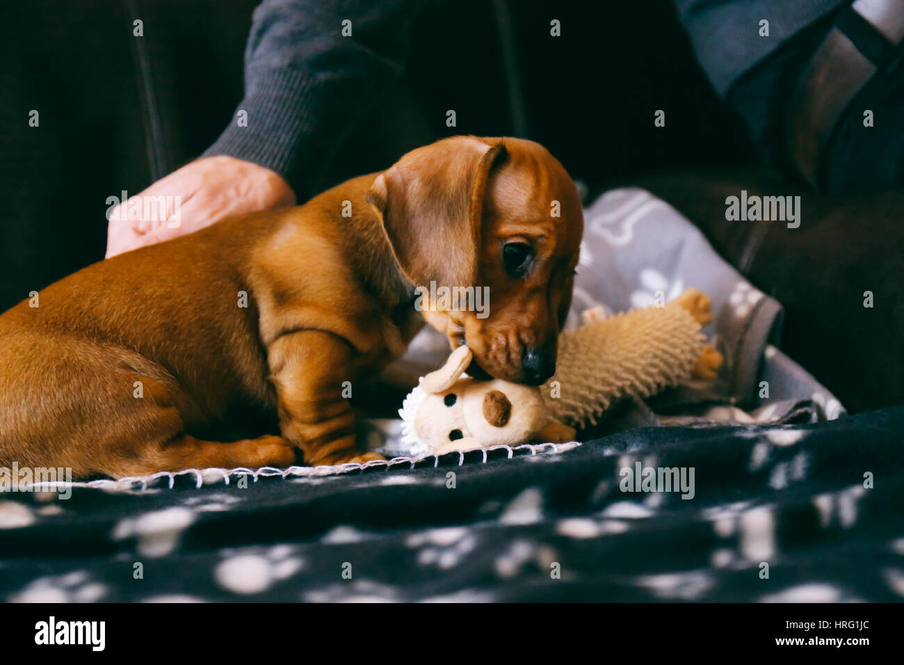 8 weeks old smooth brown dachshund puppy looking cheeky playing with a toy on a black blanket with paws print. His male owner near. Stock Photo
