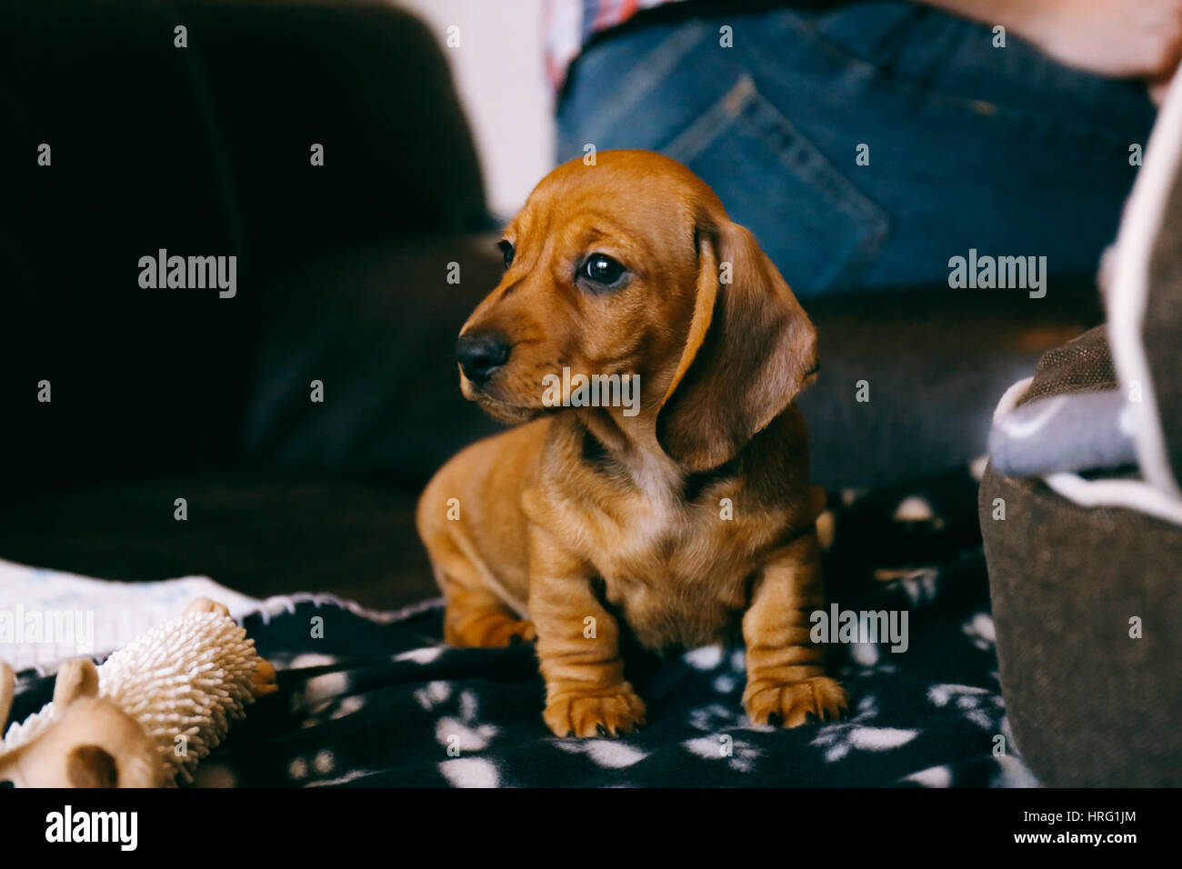 8 weeks old smooth brown dachshund puppy sitting on a brown leather sofa on a black blanket with paws print. First day in a new home. Stock Photo