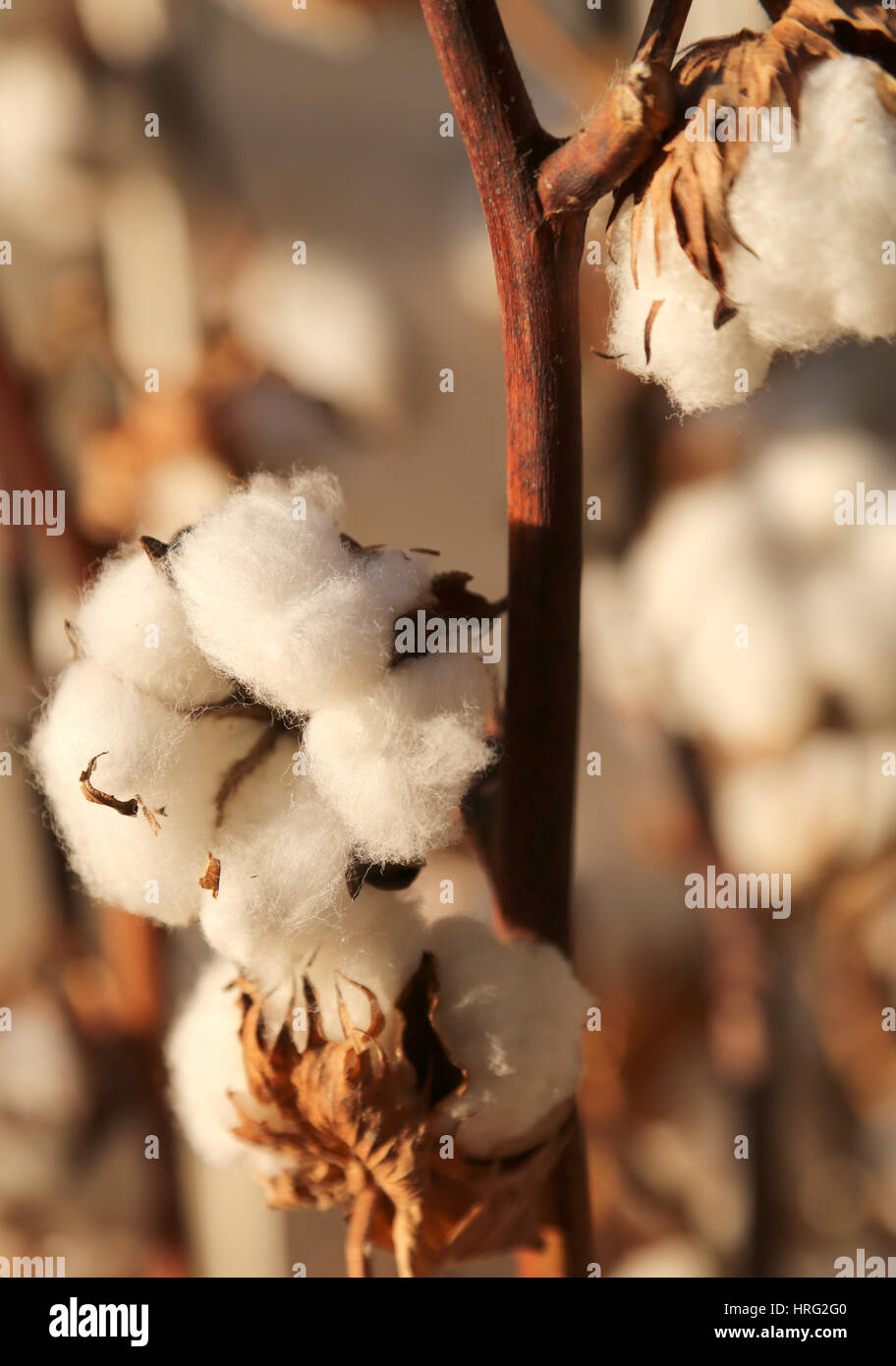 cotton in the intensive cultivation of cotton plant before harvest