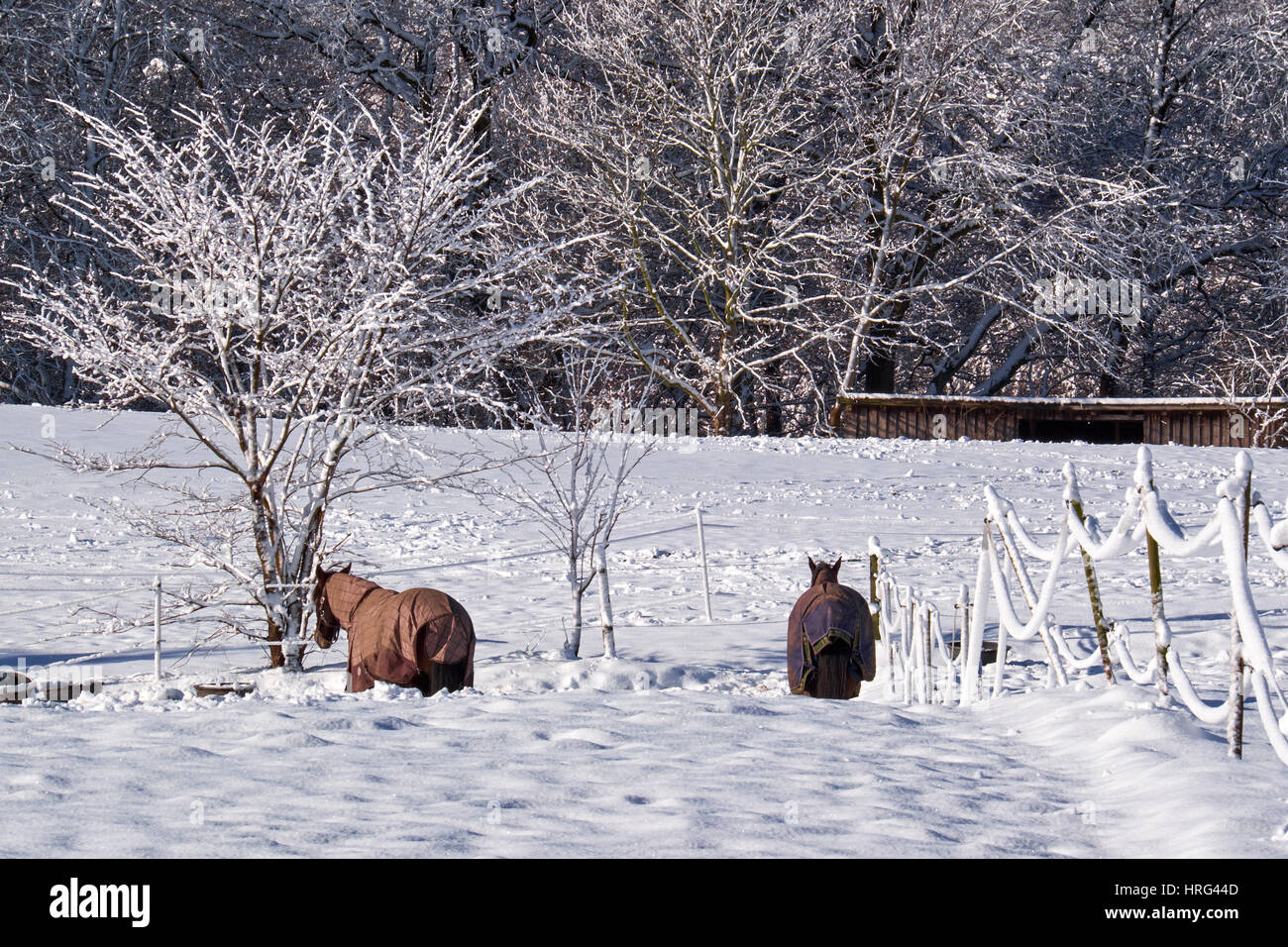 Two horses with blankets standing in high new fallen snow on a sunny day Stock Photo