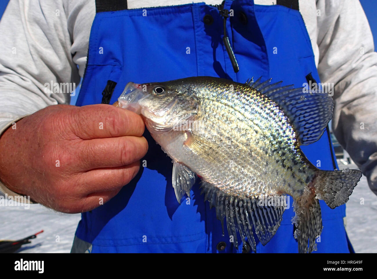 Fisherman holding a Crappie caught while ice fishing Stock Photo