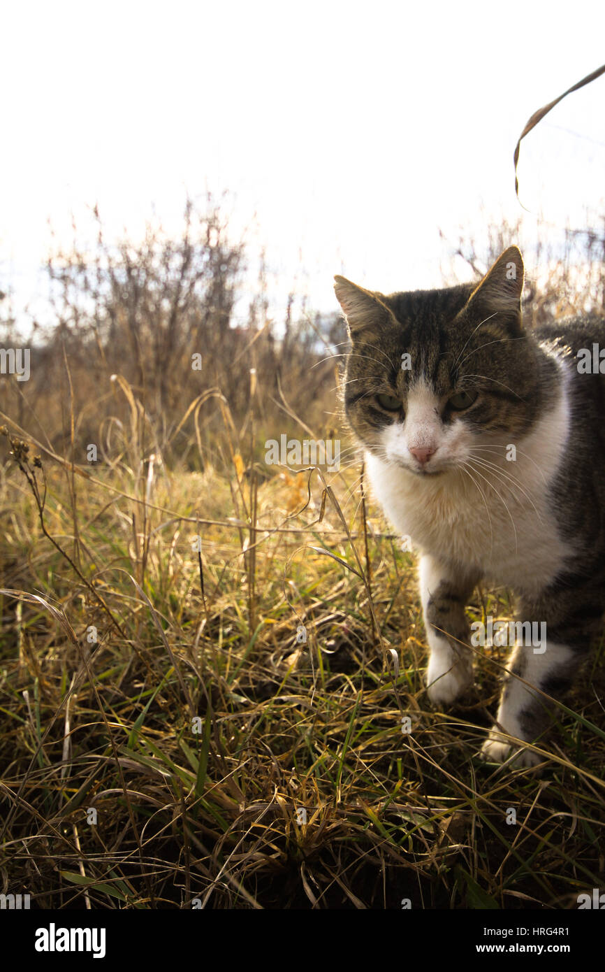 Picture of stray cat in the autumn Stock Photo - Alamy