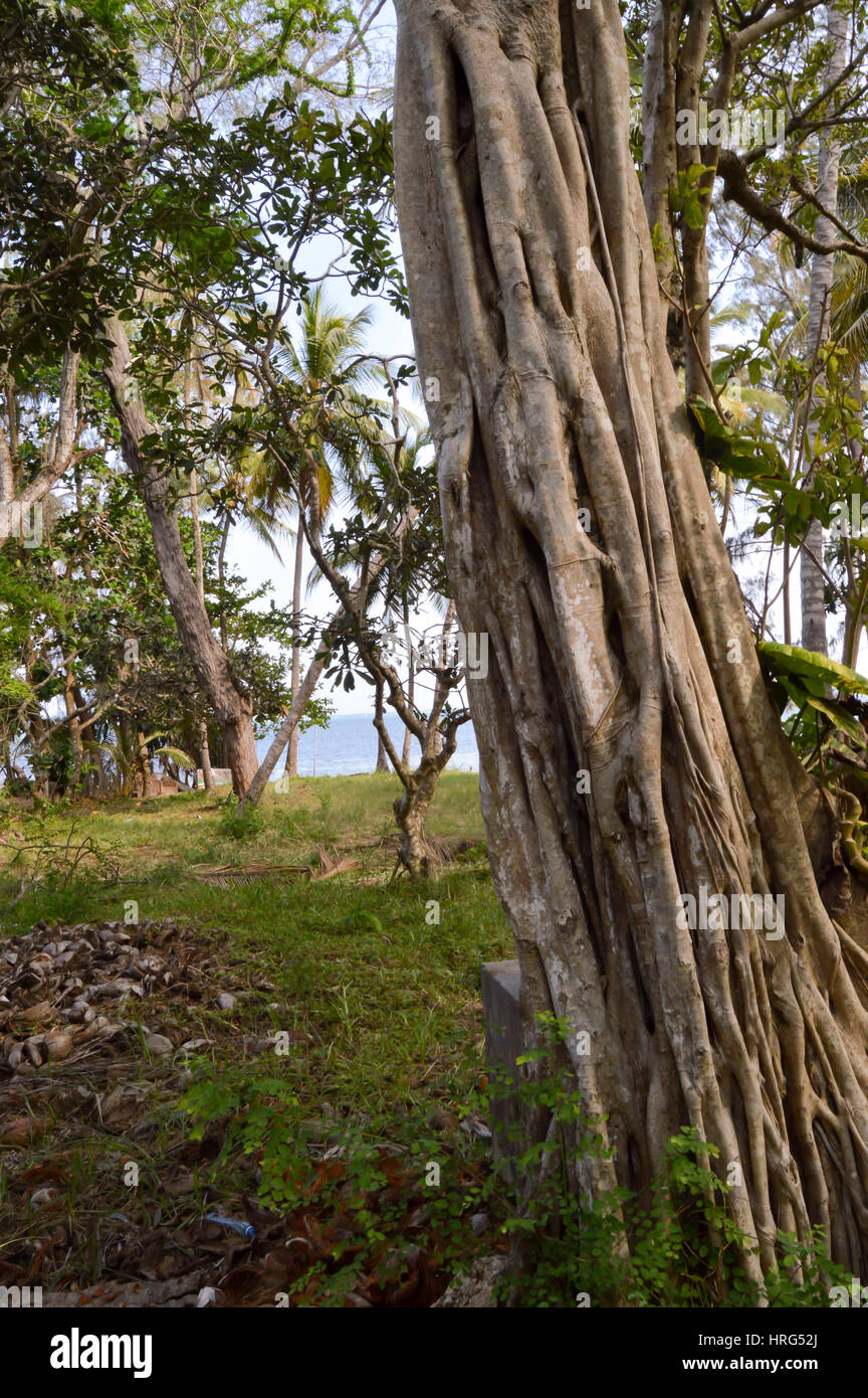 Trunk of a strangler fig in a park with the Indian Ocean in Kenya in Africa Stock Photo