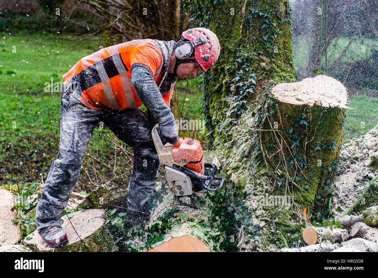 Professional Tree Surgeon cuts down a rotten tree in a domestic garden using a chainsaw in Ballydehob, West Cork, Ireland. Stock Photo