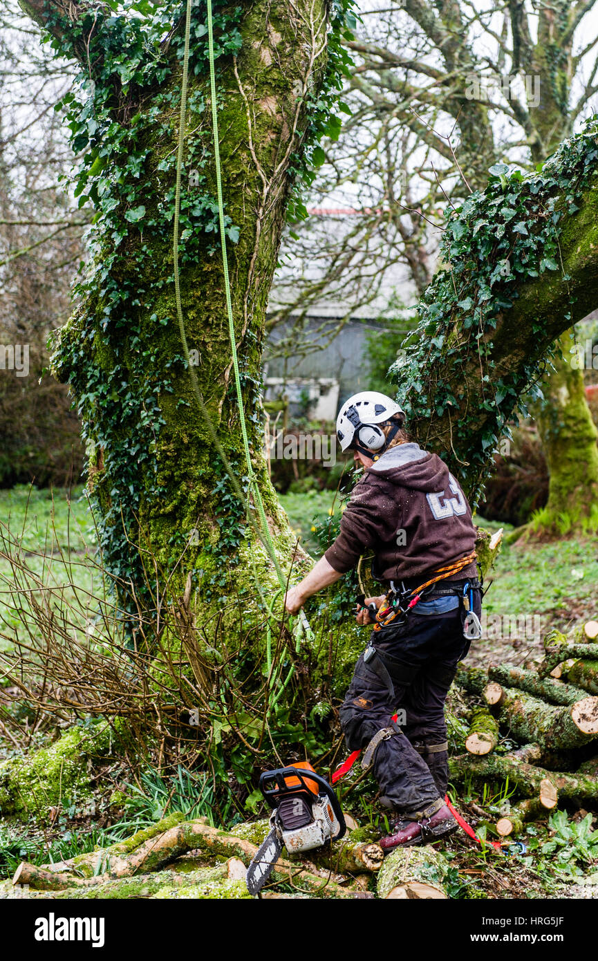 Professional Tree Surgeon cuts down a rotten tree in a domestic garden in Ballydehob, West Cork, Ireland. Stock Photo