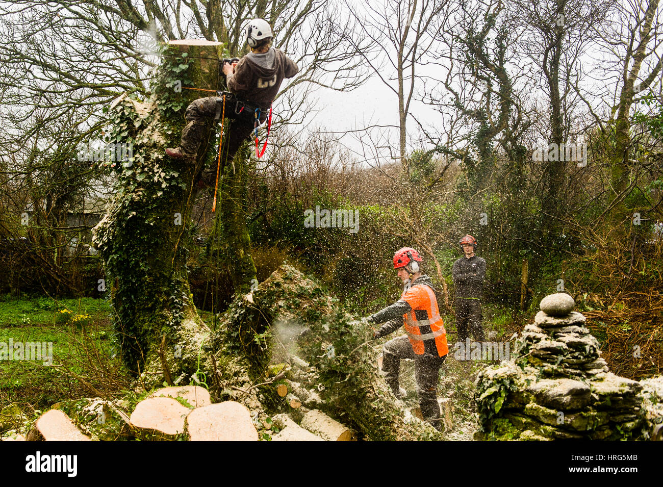 Tree Surgeons cutting down a rotten tree in a domestic garden in Ballydehob, West Cork, Ireland. Stock Photo