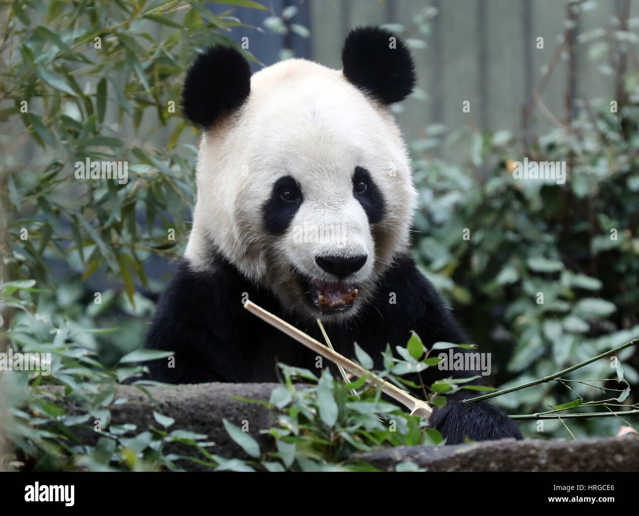 Tokyo, Japan. 2nd Mar, 2017. Male giant panda Ri Ri eats bamboo grass at the Ueno zoological gardens in Tokyo on Thursday, March 2, 2017. The zoo reopened to show male and female giant pandas for public separately after Mating. Credit: Yoshio Tsunoda/AFLO/Alamy Live News Stock Photo