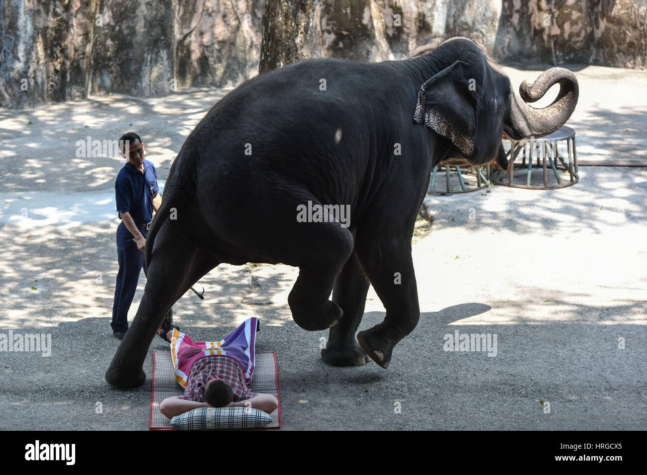 Chonburi. 1st Mar, 2017. An Asian elephant walks across a tourist during an elephant show at a zoo in central Thailand's Chonburi Province, March 1, 2017. In Thailand, elephant-related entertainments serve as an important source of tourism revenue. Although elephant domestication has existed for centuries, controversies over abuses during elephant training and performance still occur from time to time. Credit: Li Mangmang/Xinhua/Alamy Live News Stock Photo