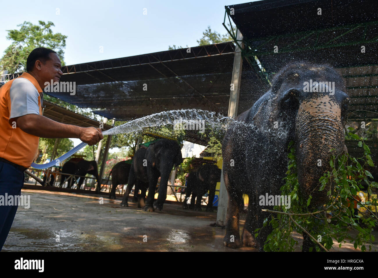 Chonburi. 1st Mar, 2017. A mahout helps an Asian elephant take a shower at a zoo in central Thailand's Chonburi Province, March 1, 2017. In Thailand, elephant-related entertainments serve as an important source of tourism revenue. Although elephant domestication has existed for centuries, controversies over abuses during elephant training and performance still occur from time to time. Credit: Li Mangmang/Xinhua/Alamy Live News Stock Photo