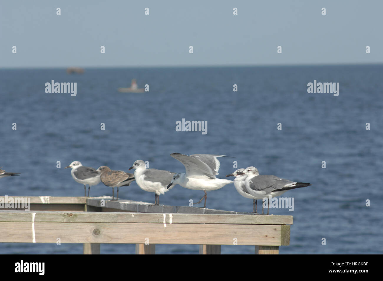 Seagulls facing into the wind on Pamlico Sound, Outer Banks, North Carolina Stock Photo