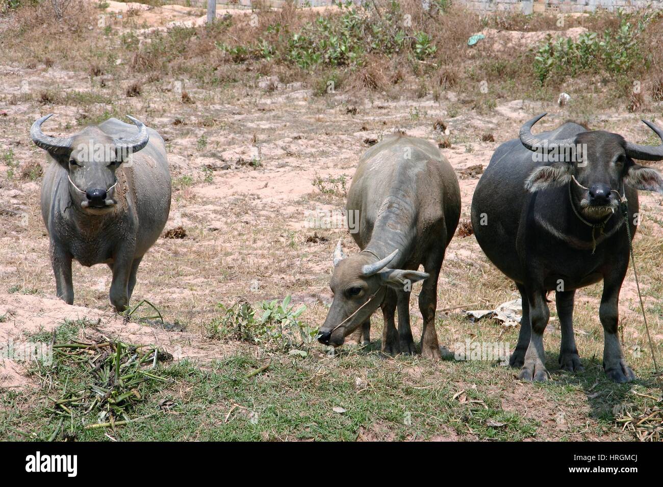 Water Buffalo grazing outdoors in Cambodia Stock Photo Alamy