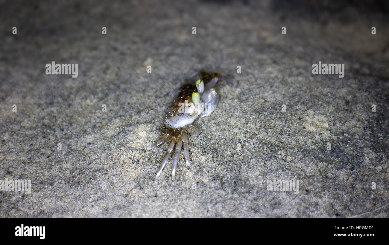 jumping crabs on shore Indian ocean Stock Photo Alamy