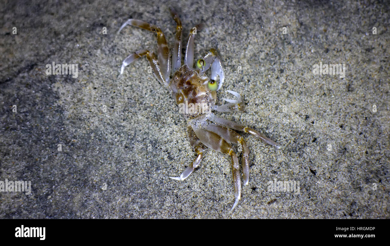 jumping crabs on shore Indian ocean Stock Photo Alamy