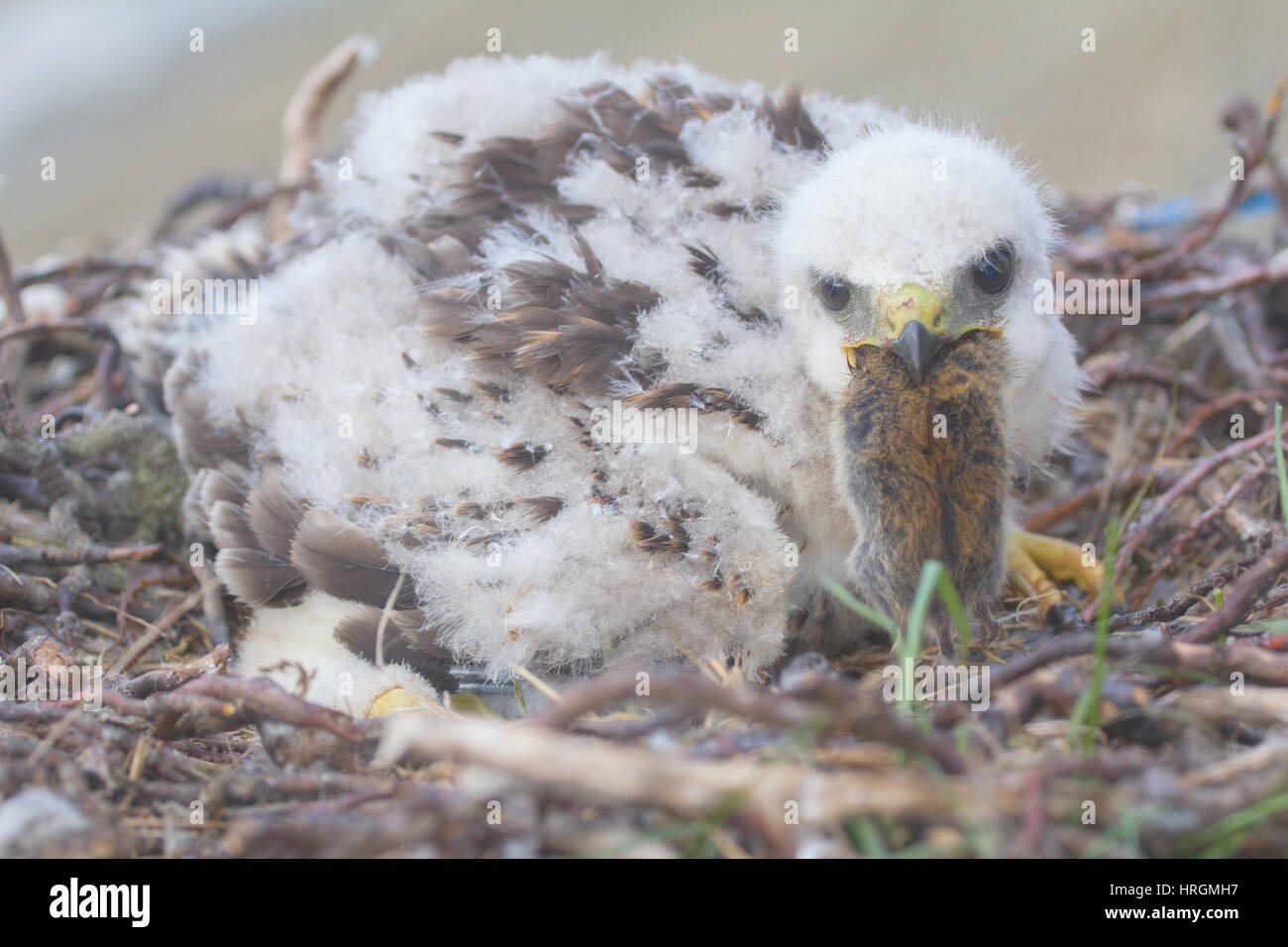 The collared lemming (Dicrostonyx torquatus) is main food of the rough ...