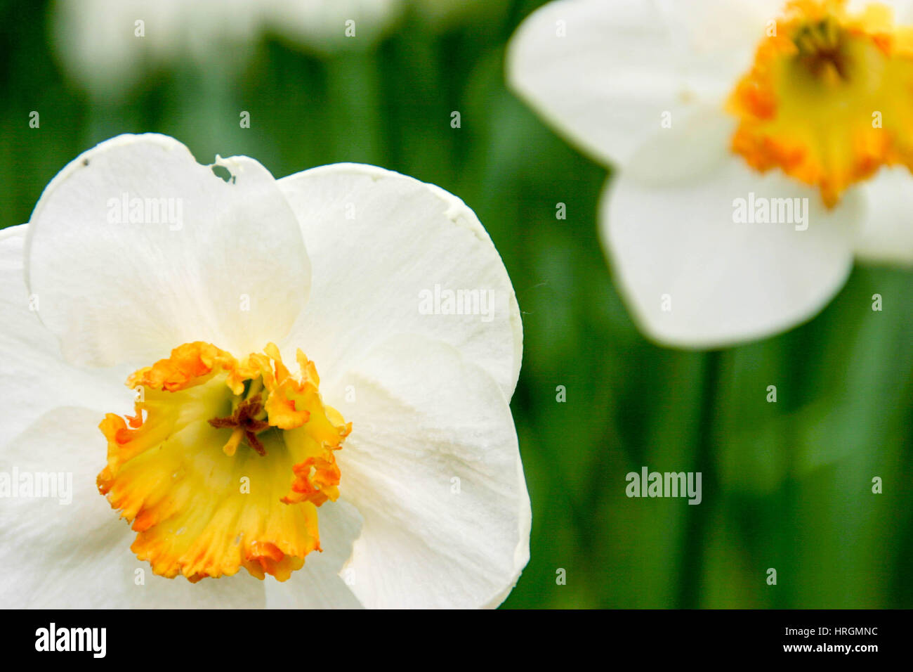 Close up of wild daffodils growing in a park Stock Photo Alamy