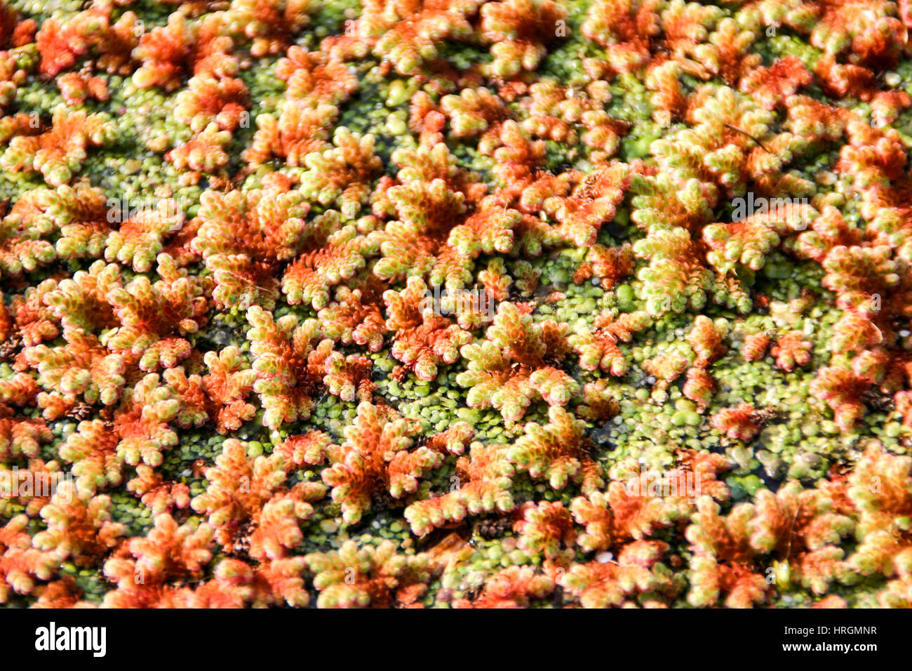 Close up of pond weed Stock Photo