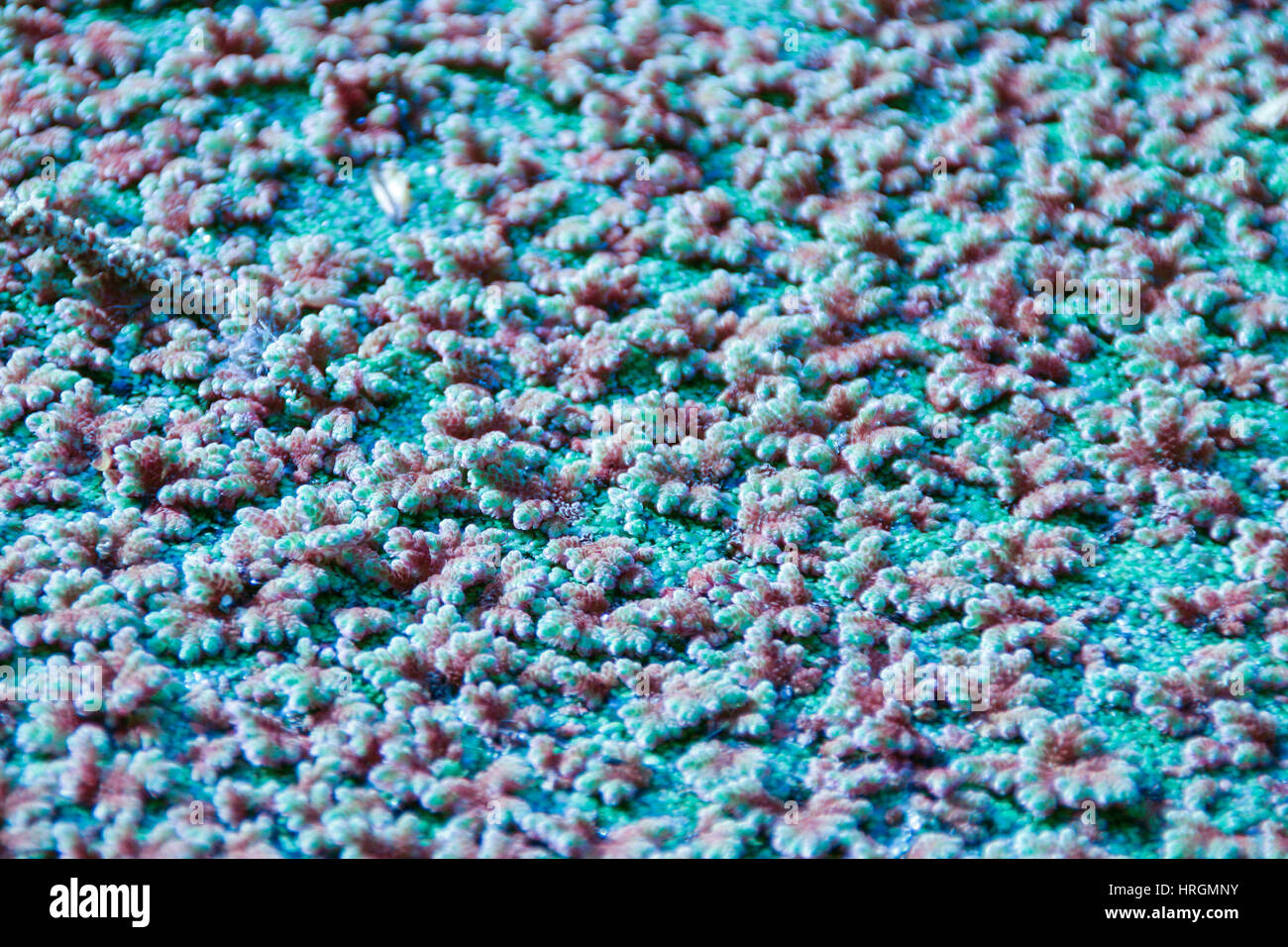 Close up of pond weed Stock Photo